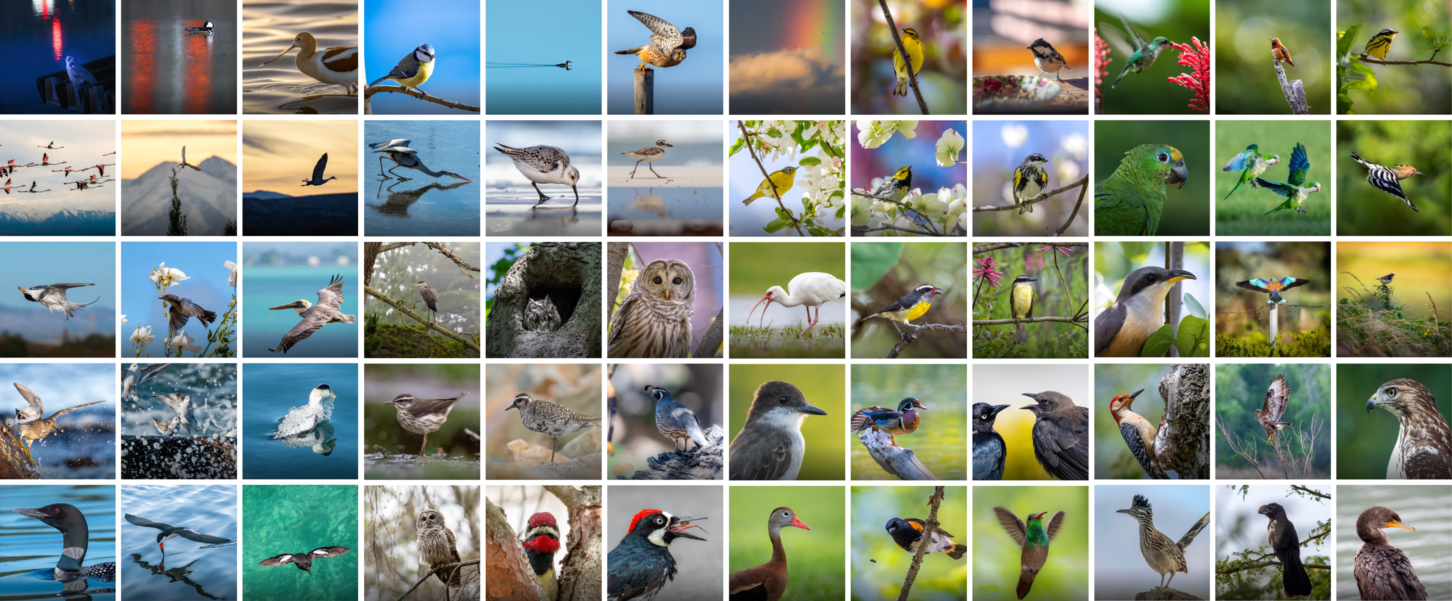 Mosaic of bird species — multimodal vision dataset
